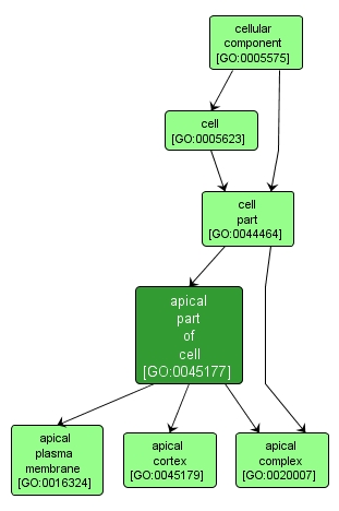 GO:0045177 - apical part of cell (interactive image map)