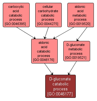 GO:0046177 - D-gluconate catabolic process (interactive image map)
