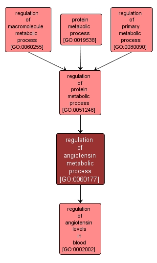 GO:0060177 - regulation of angiotensin metabolic process (interactive image map)