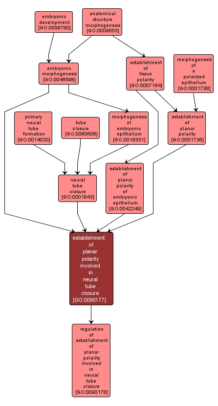 GO:0090177 - establishment of planar polarity involved in neural tube closure (interactive image map)