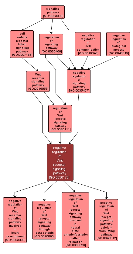 GO:0030178 - negative regulation of Wnt receptor signaling pathway (interactive image map)