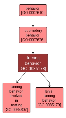 GO:0035178 - turning behavior (interactive image map)