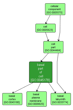 GO:0045178 - basal part of cell (interactive image map)