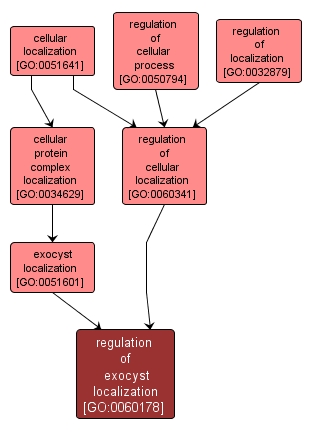 GO:0060178 - regulation of exocyst localization (interactive image map)