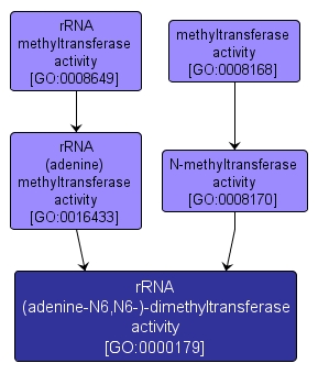 GO:0000179 - rRNA (adenine-N6,N6-)-dimethyltransferase activity (interactive image map)