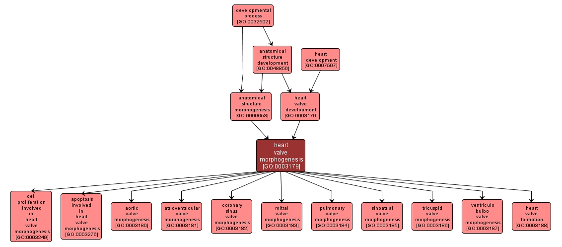 GO:0003179 - heart valve morphogenesis (interactive image map)