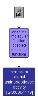 GO:0004179 - membrane alanyl aminopeptidase activity (interactive image map)