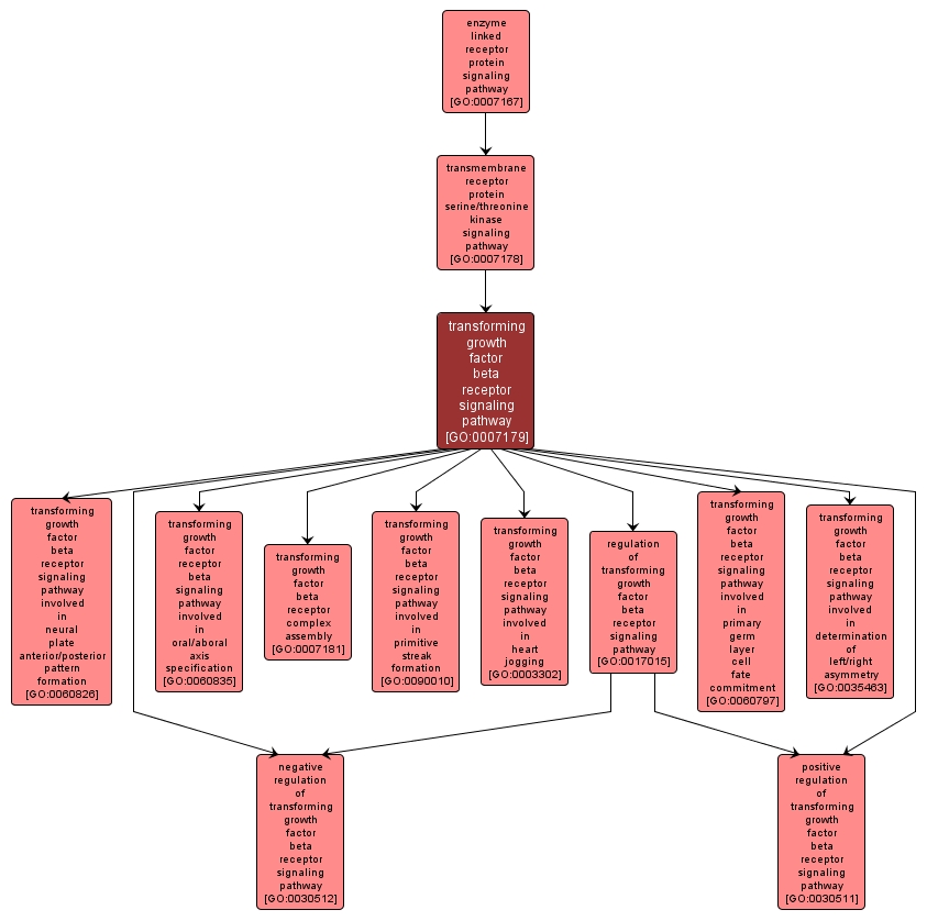 GO:0007179 - transforming growth factor beta receptor signaling pathway (interactive image map)