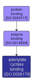GO:0008179 - adenylate cyclase binding (interactive image map)