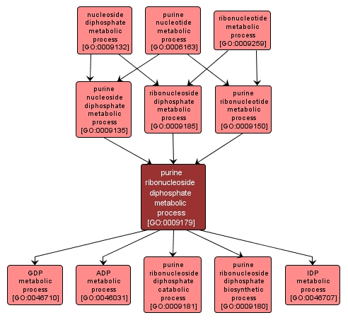 GO:0009179 - purine ribonucleoside diphosphate metabolic process (interactive image map)