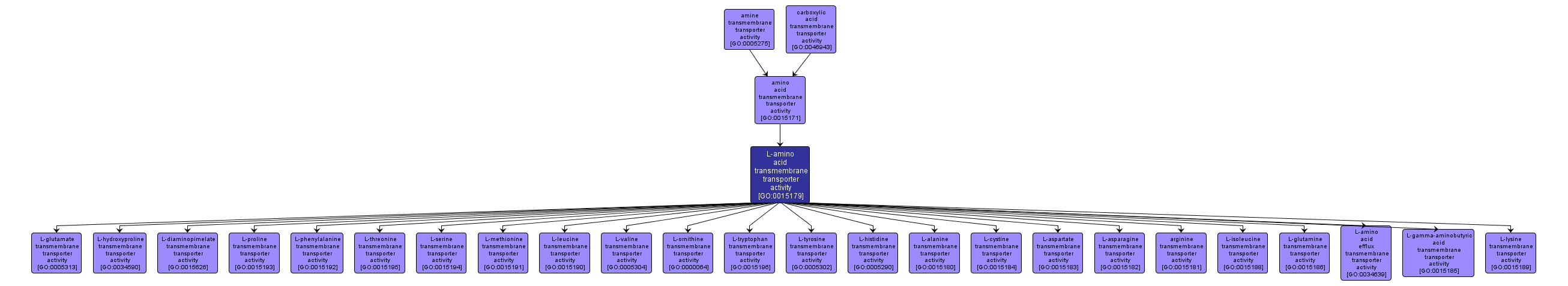 GO:0015179 - L-amino acid transmembrane transporter activity (interactive image map)