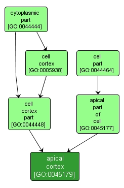 GO:0045179 - apical cortex (interactive image map)