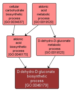 GO:0046179 - D-dehydro-D-gluconate biosynthetic process (interactive image map)