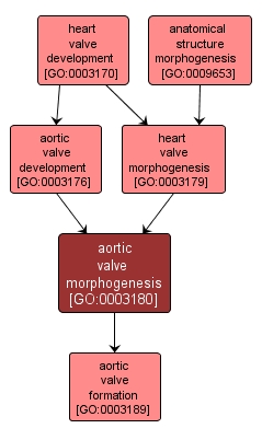 GO:0003180 - aortic valve morphogenesis (interactive image map)