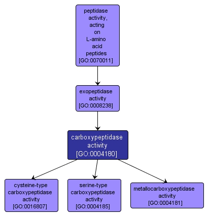 GO:0004180 - carboxypeptidase activity (interactive image map)