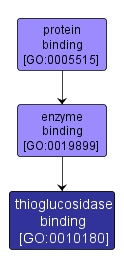 GO:0010180 - thioglucosidase binding (interactive image map)