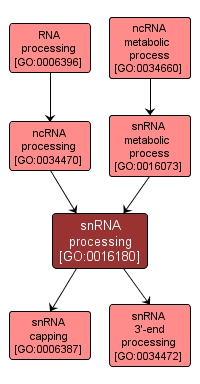 GO:0016180 - snRNA processing (interactive image map)