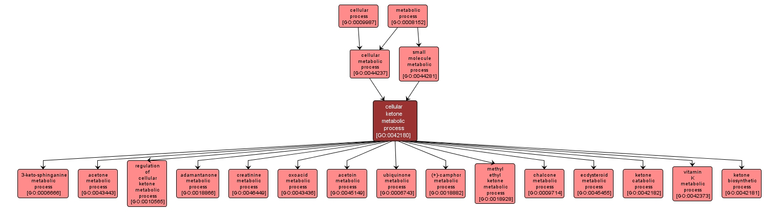 GO:0042180 - cellular ketone metabolic process (interactive image map)