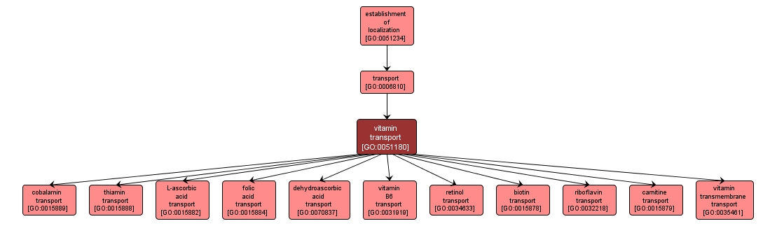 GO:0051180 - vitamin transport (interactive image map)