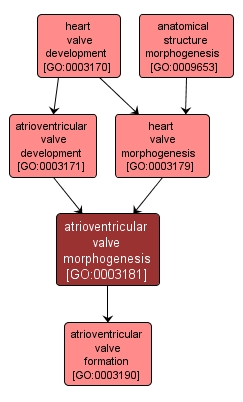 GO:0003181 - atrioventricular valve morphogenesis (interactive image map)