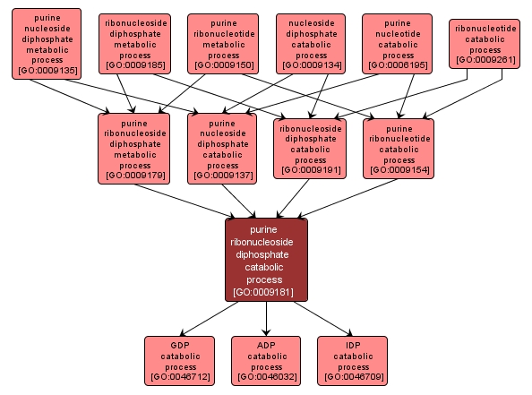 GO:0009181 - purine ribonucleoside diphosphate catabolic process (interactive image map)