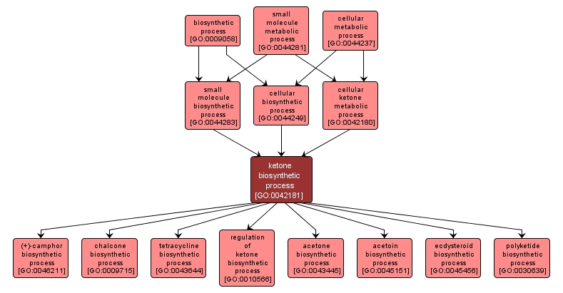 GO:0042181 - ketone biosynthetic process (interactive image map)