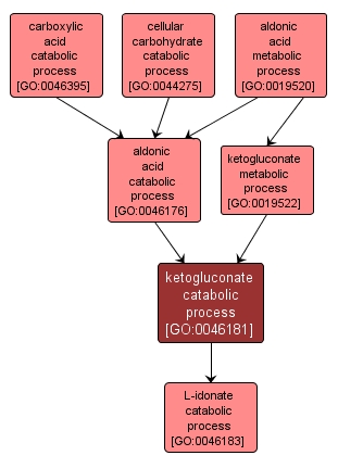 GO:0046181 - ketogluconate catabolic process (interactive image map)