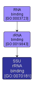GO:0070181 - SSU rRNA binding (interactive image map)