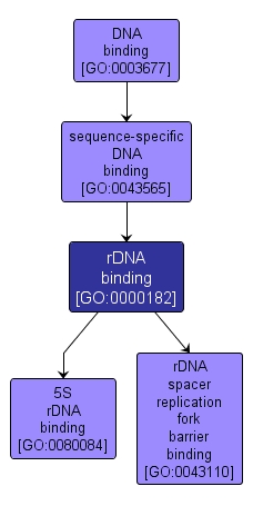 GO:0000182 - rDNA binding (interactive image map)