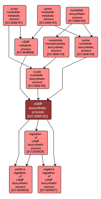 GO:0006182 - cGMP biosynthetic process (interactive image map)