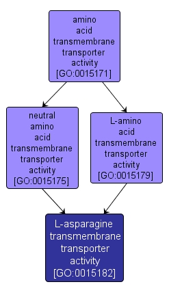 GO:0015182 - L-asparagine transmembrane transporter activity (interactive image map)