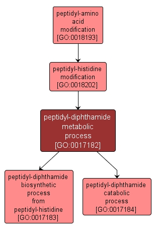 GO:0017182 - peptidyl-diphthamide metabolic process (interactive image map)