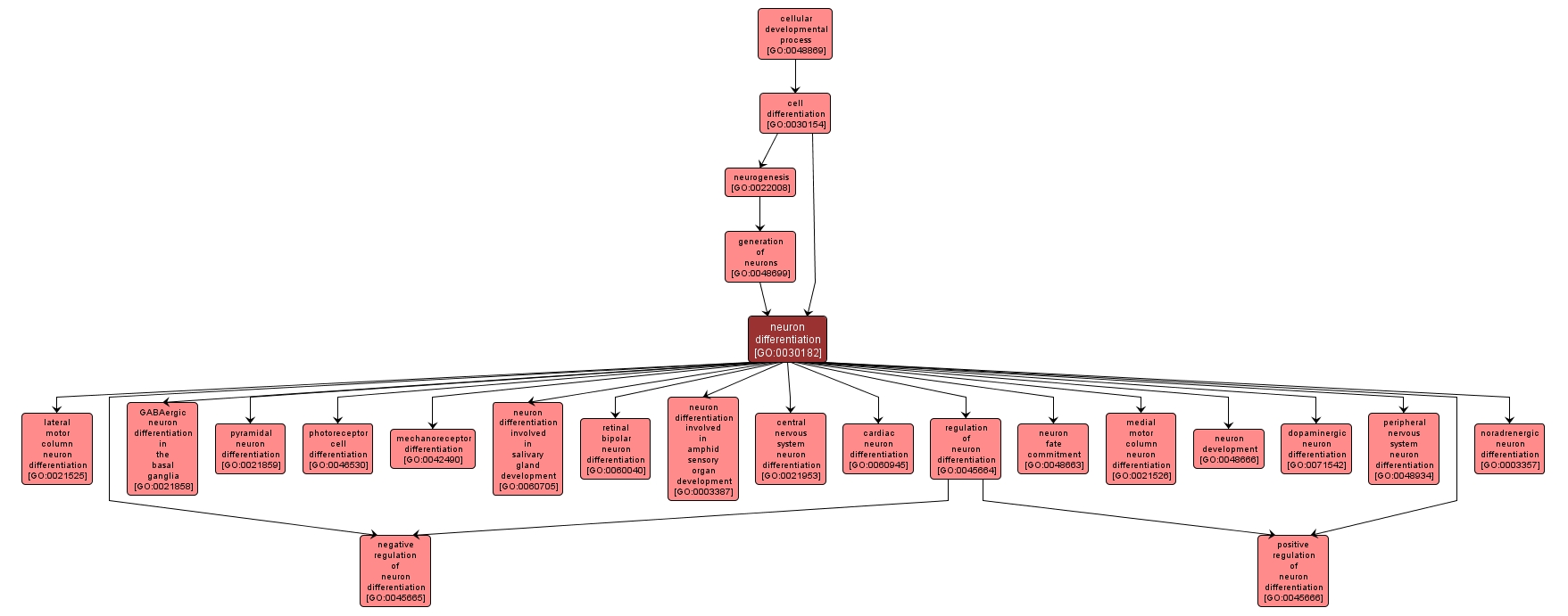 GO:0030182 - neuron differentiation (interactive image map)