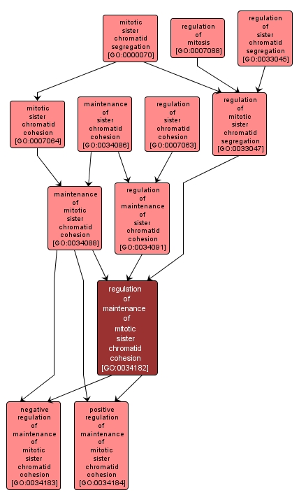 GO:0034182 - regulation of maintenance of mitotic sister chromatid cohesion (interactive image map)