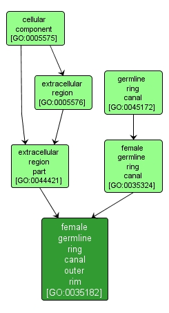 GO:0035182 - female germline ring canal outer rim (interactive image map)