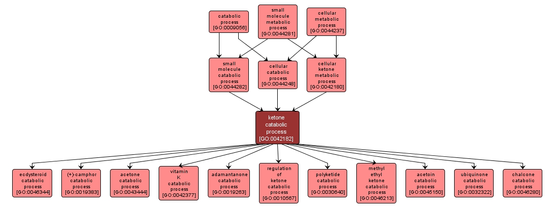 GO:0042182 - ketone catabolic process (interactive image map)