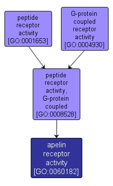 GO:0060182 - apelin receptor activity (interactive image map)