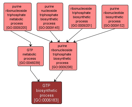 GO:0006183 - GTP biosynthetic process (interactive image map)