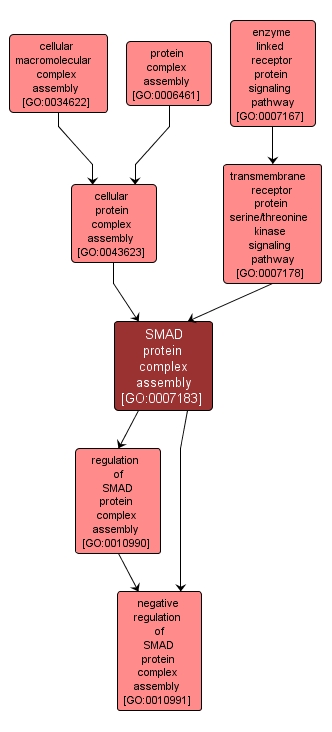 GO:0007183 - SMAD protein complex assembly (interactive image map)