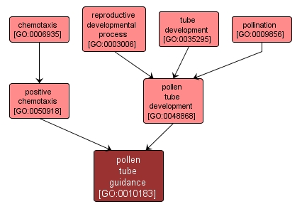 GO:0010183 - pollen tube guidance (interactive image map)