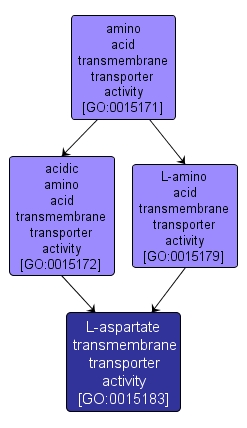 GO:0015183 - L-aspartate transmembrane transporter activity (interactive image map)