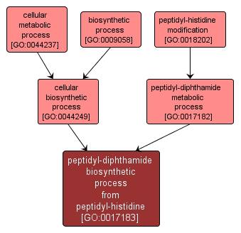 GO:0017183 - peptidyl-diphthamide biosynthetic process from peptidyl-histidine (interactive image map)
