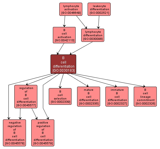 GO:0030183 - B cell differentiation (interactive image map)