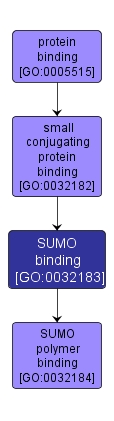 GO:0032183 - SUMO binding (interactive image map)