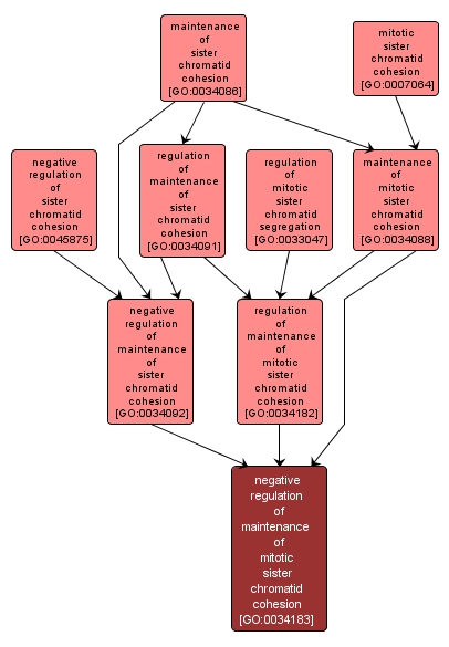 GO:0034183 - negative regulation of maintenance of mitotic sister chromatid cohesion (interactive image map)