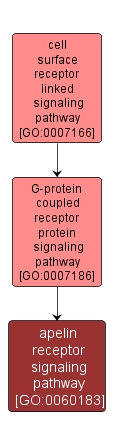 GO:0060183 - apelin receptor signaling pathway (interactive image map)