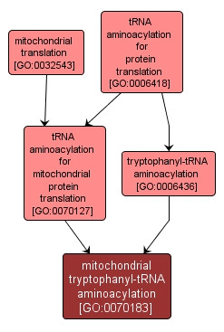 GO:0070183 - mitochondrial tryptophanyl-tRNA aminoacylation (interactive image map)