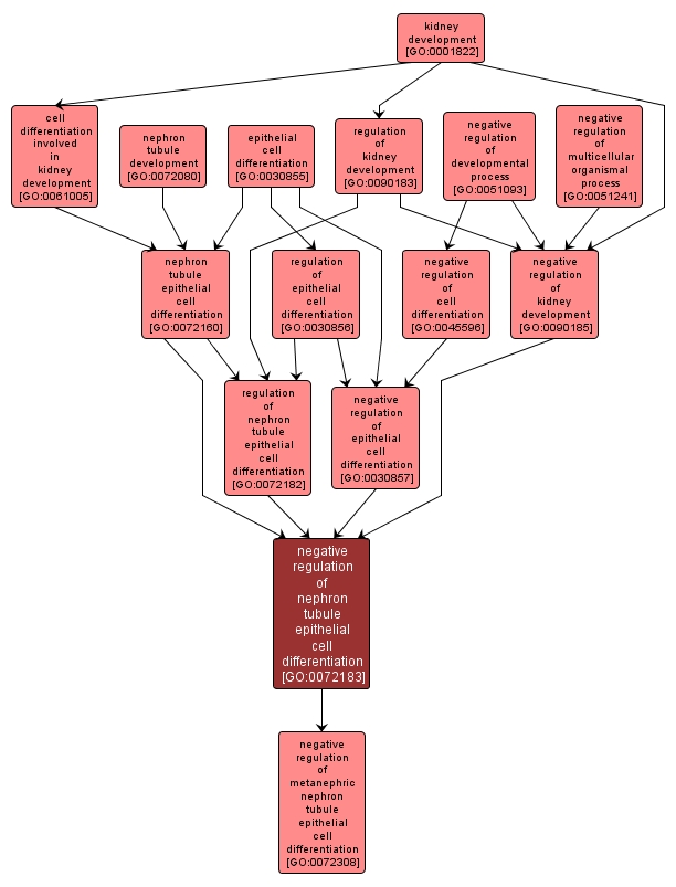 GO:0072183 - negative regulation of nephron tubule epithelial cell differentiation (interactive image map)