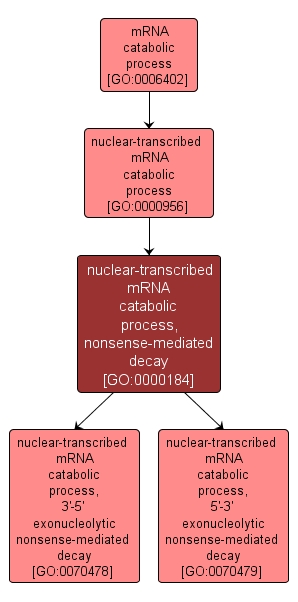 GO:0000184 - nuclear-transcribed mRNA catabolic process, nonsense-mediated decay (interactive image map)