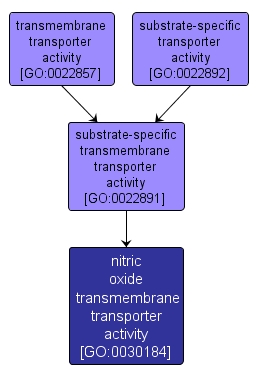 GO:0030184 - nitric oxide transmembrane transporter activity (interactive image map)